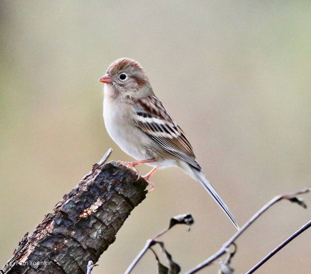 Tom Younkin, kingbirder.com